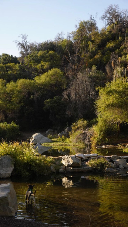 Wild dog, canyon, Chile, February 2026.