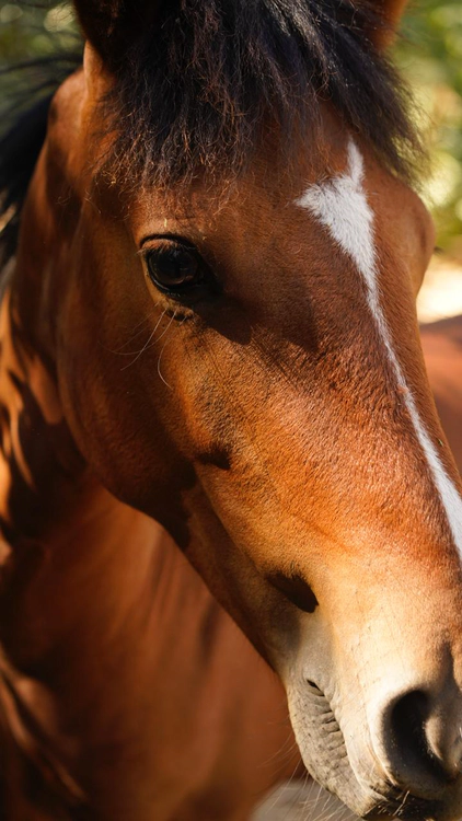 Wild horse, Chile, February 2026.