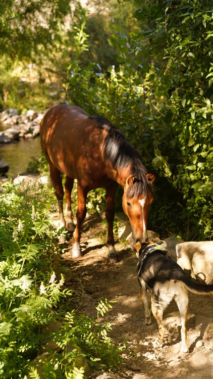 Dog meets horse, Chile, February 2026.